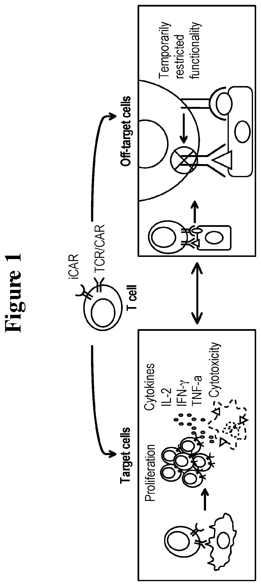 A universal platform for for preparing an inhibitory chimeric antigen receptor (ICAR)