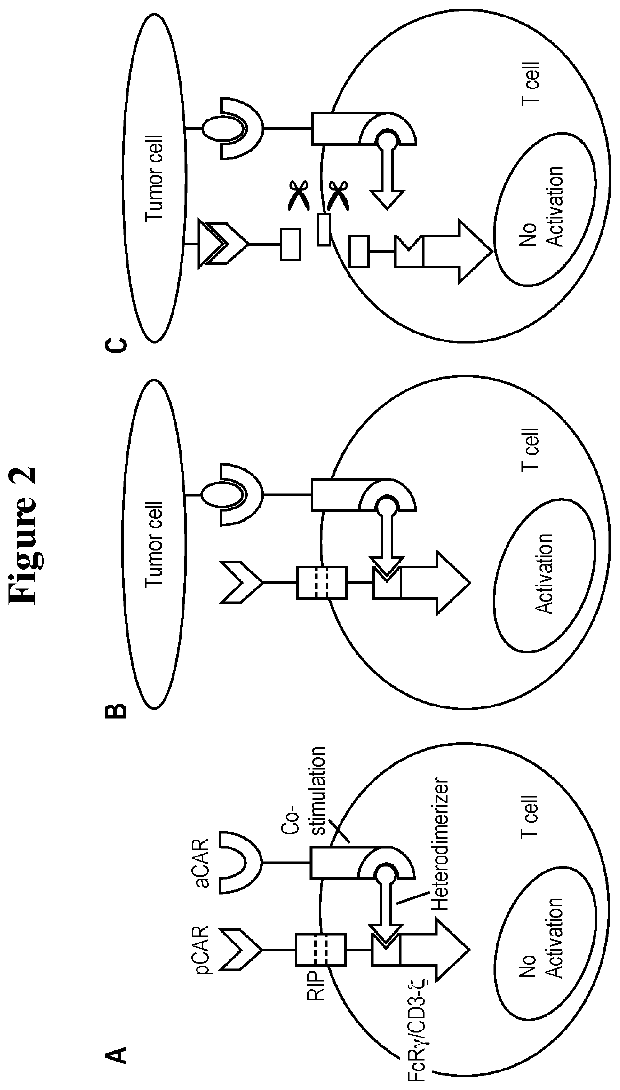 A universal platform for for preparing an inhibitory chimeric antigen receptor (ICAR)