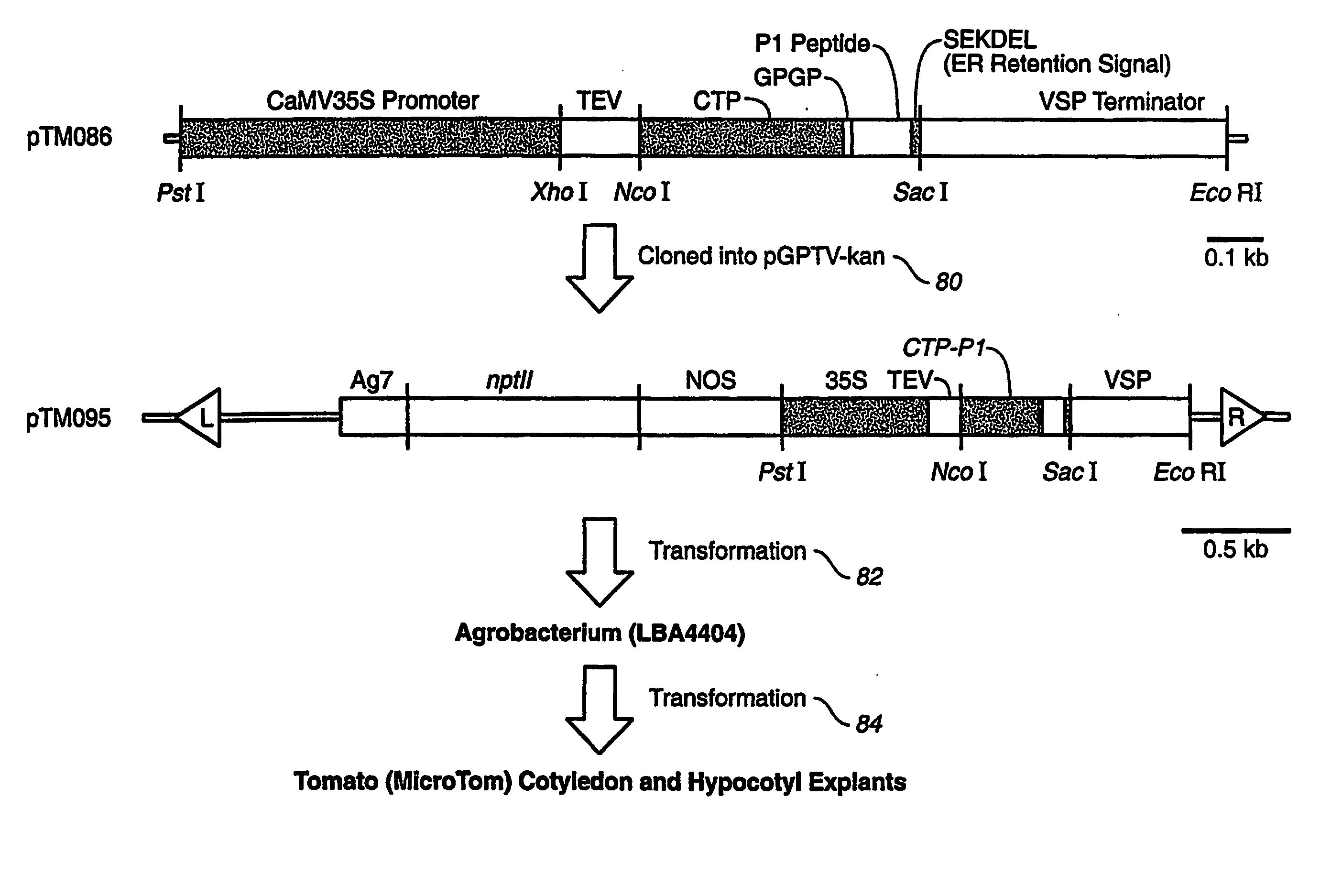 Composition and method for enhancing immune response