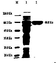 Haemophilus parasuis test paper strip and preparation method thereof