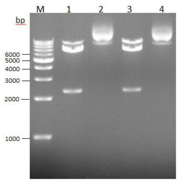 A sgRNA targeted to knock out the sst gene and its CRISPR/Cas9 system and application