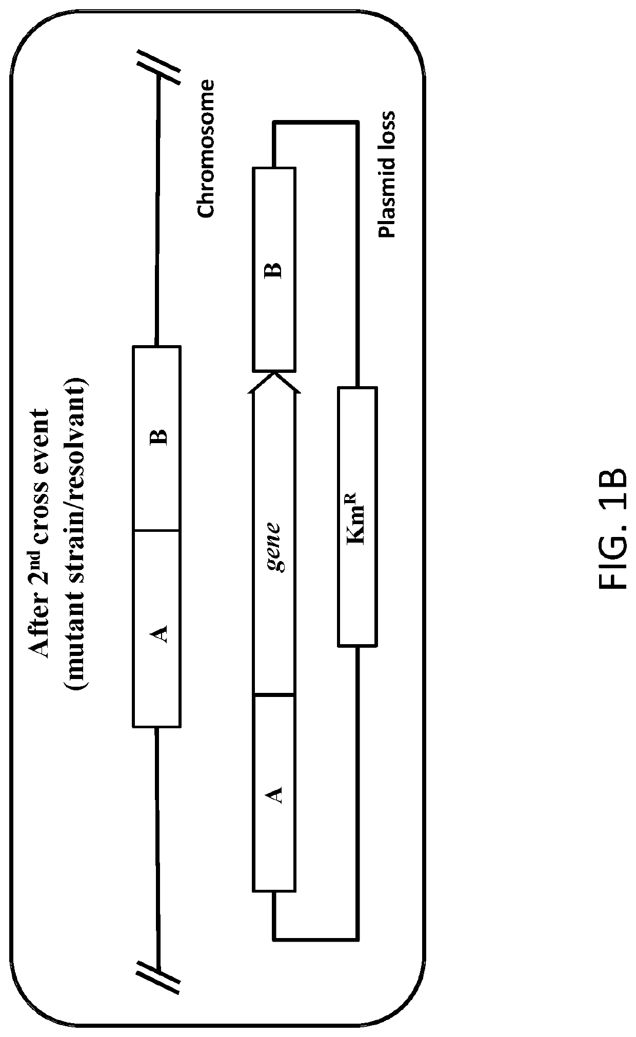 Recombinant Microorganism for Producing 2,3-Butanediol and a Method of Production of 2,3-Butanediol