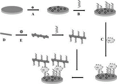 Preparation and applications of electrochemical immunosensor used for detecting circulating tumor cells