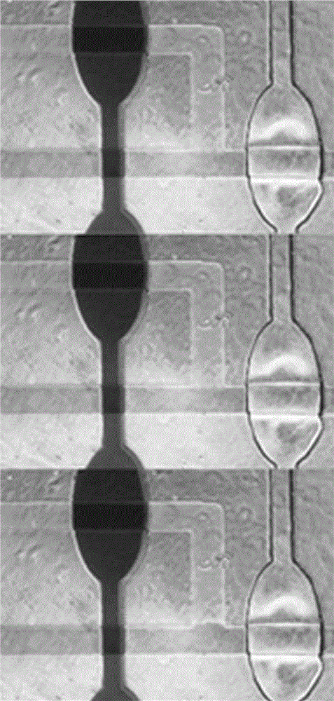 Multifunctional integrated microfluidic chip for conducting online screening of multiple types of cancer cells simultaneously