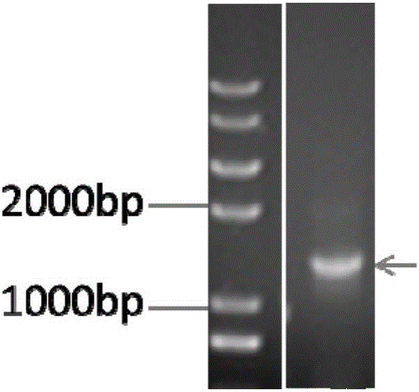 A rapid hemostasis product for war wounds and its preparation method