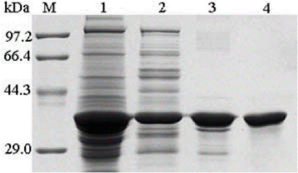 A rapid hemostasis product for war wounds and its preparation method