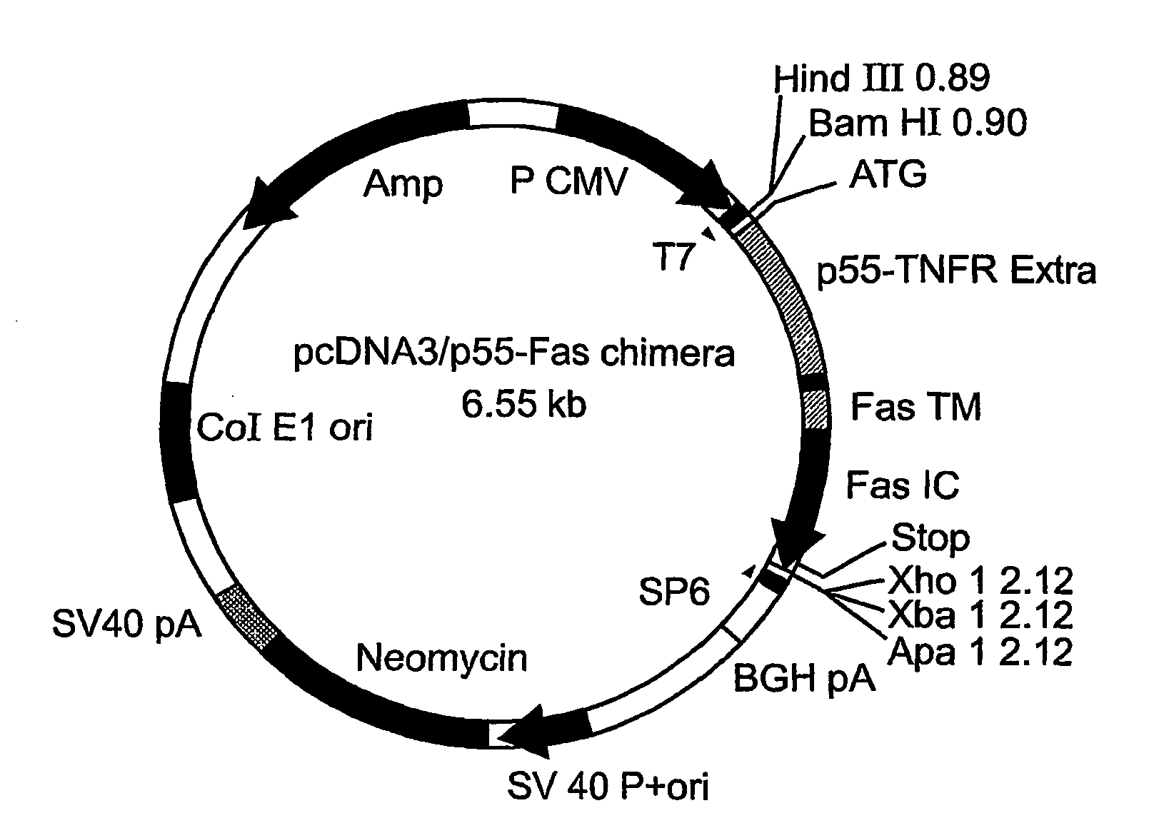 Polynucleotide constructs, pharmaceutical compositions and methods for targeted downregulation of angiogenesis and anticancer therapy