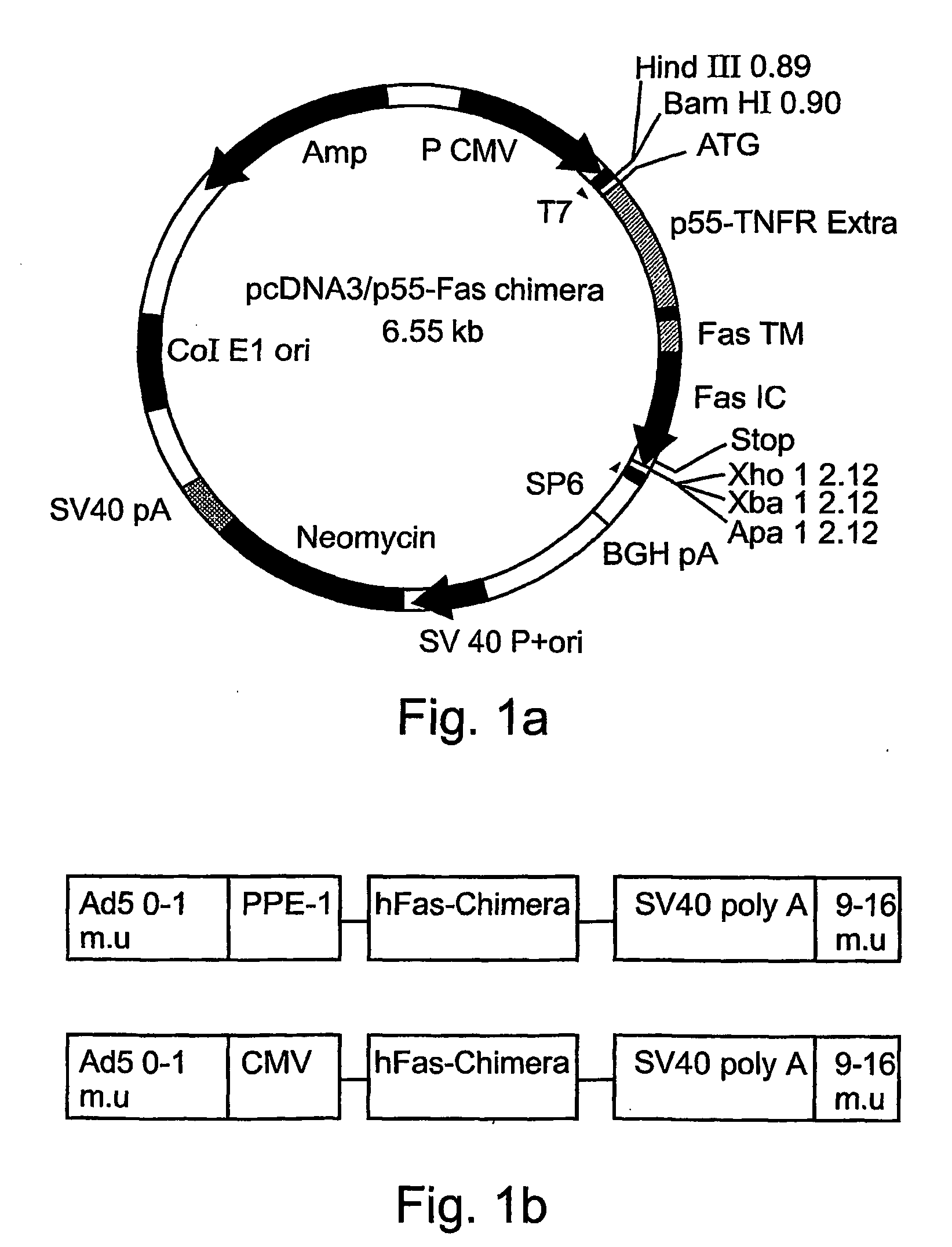 Polynucleotide constructs, pharmaceutical compositions and methods for targeted downregulation of angiogenesis and anticancer therapy