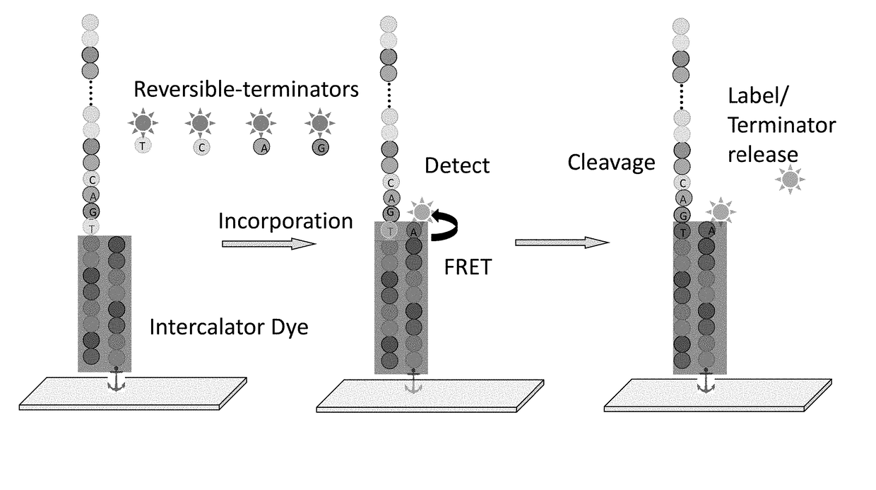 Super-Resolution Sequencing