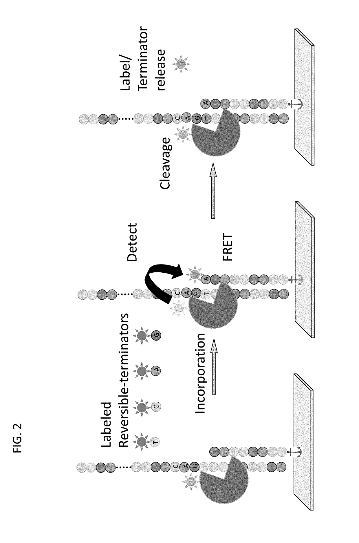 Super-Resolution Sequencing