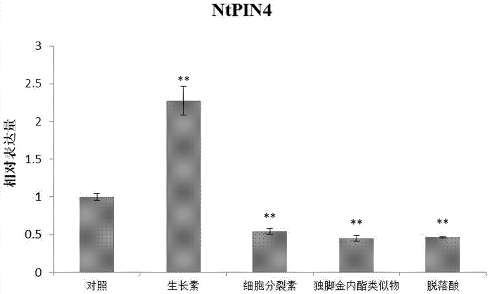 Tobacco auxin transport protein NtPIN4 and application thereof