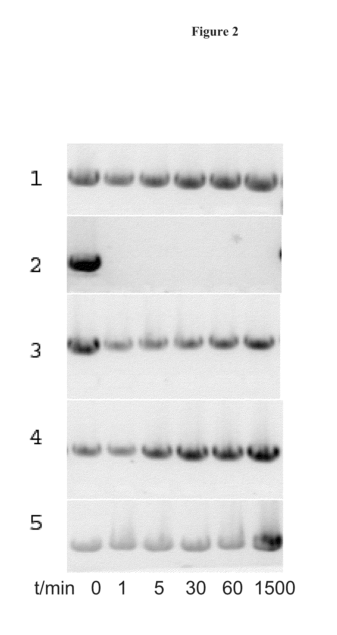 DNA Expression Construct