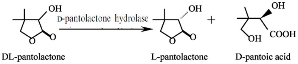 Method for resolving optical isomers by electrodialysis technology