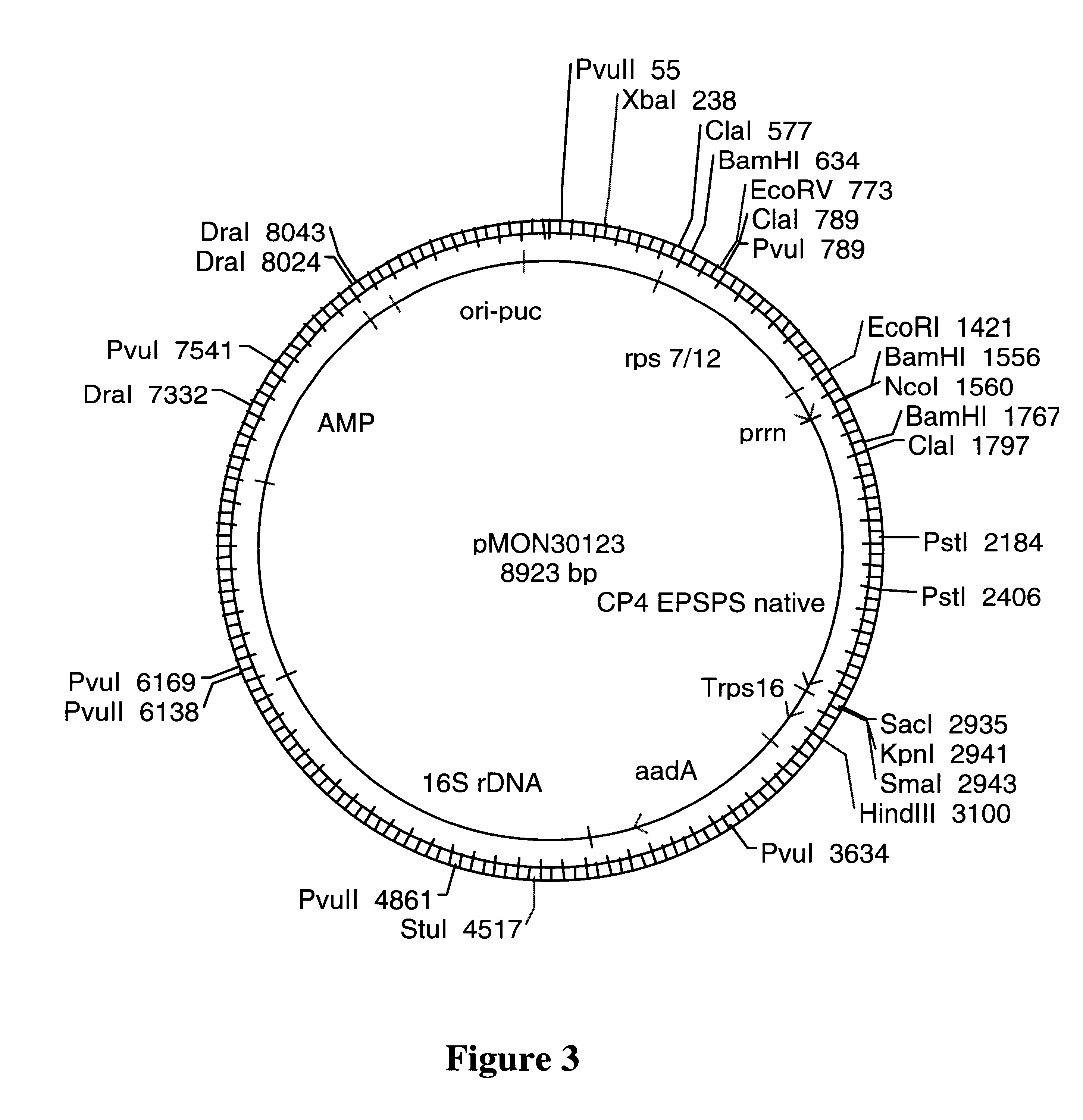 Enhancer elements for increased translation in plant plastids