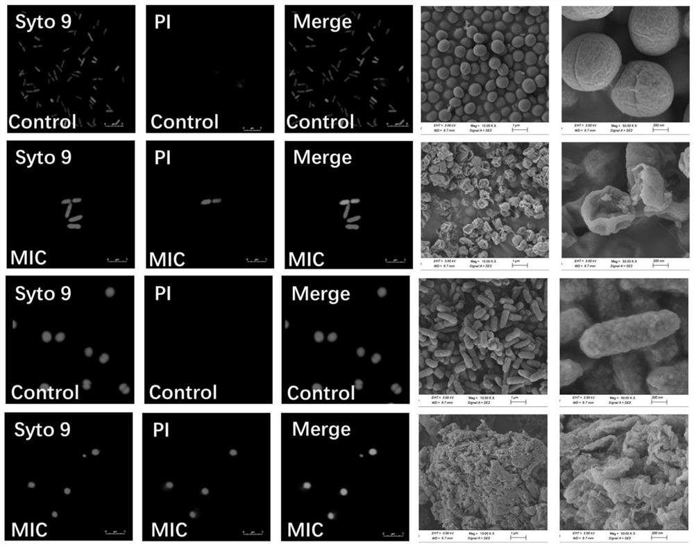 A South American tree frog host defense peptide dms-ps2 and its gene and application