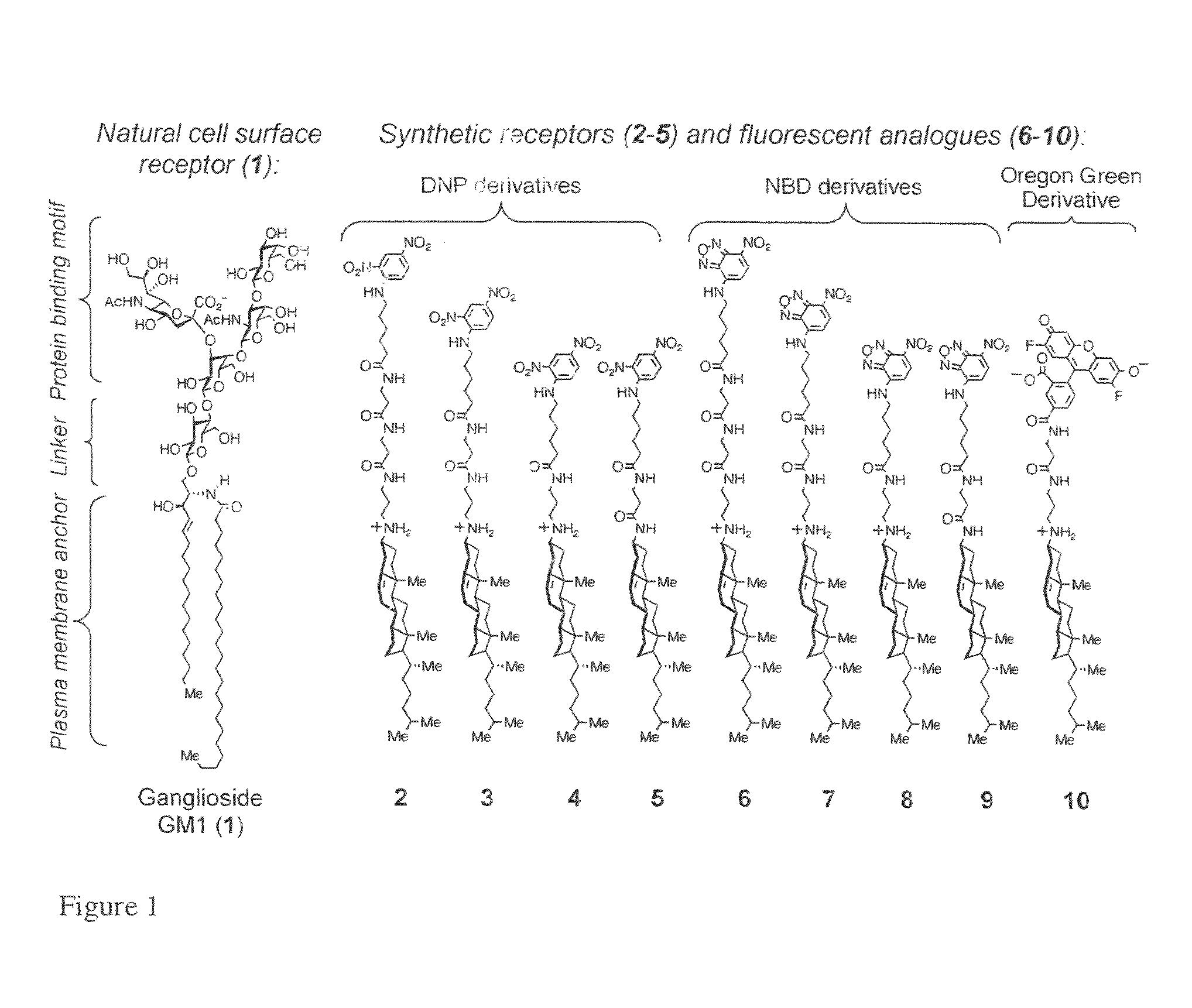 Synthetic mimics of mammalian cell surface receptors: method and compositions