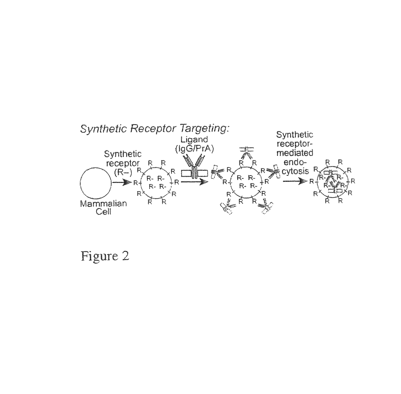 Synthetic mimics of mammalian cell surface receptors: method and compositions