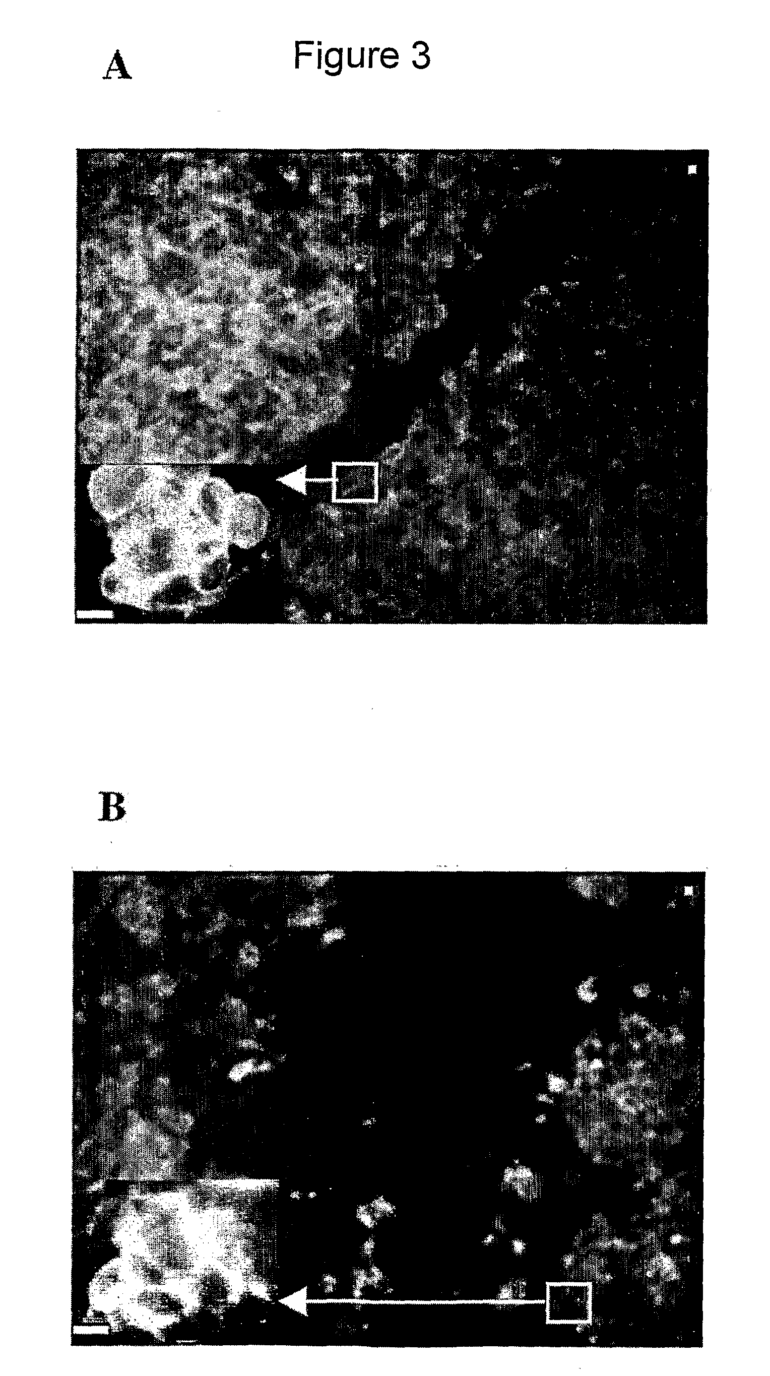 Assessment of Biological Activity of Hepatocyte Growth Factor (Hgf)