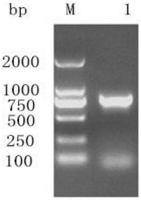 VP (viral protein)0 recombinant protein of DHAV (duck hepatitis A virus)-1 as well as preparation method and application of VP0 recombinant protein