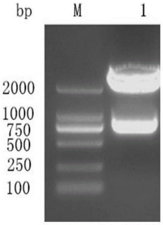 VP (viral protein)0 recombinant protein of DHAV (duck hepatitis A virus)-1 as well as preparation method and application of VP0 recombinant protein