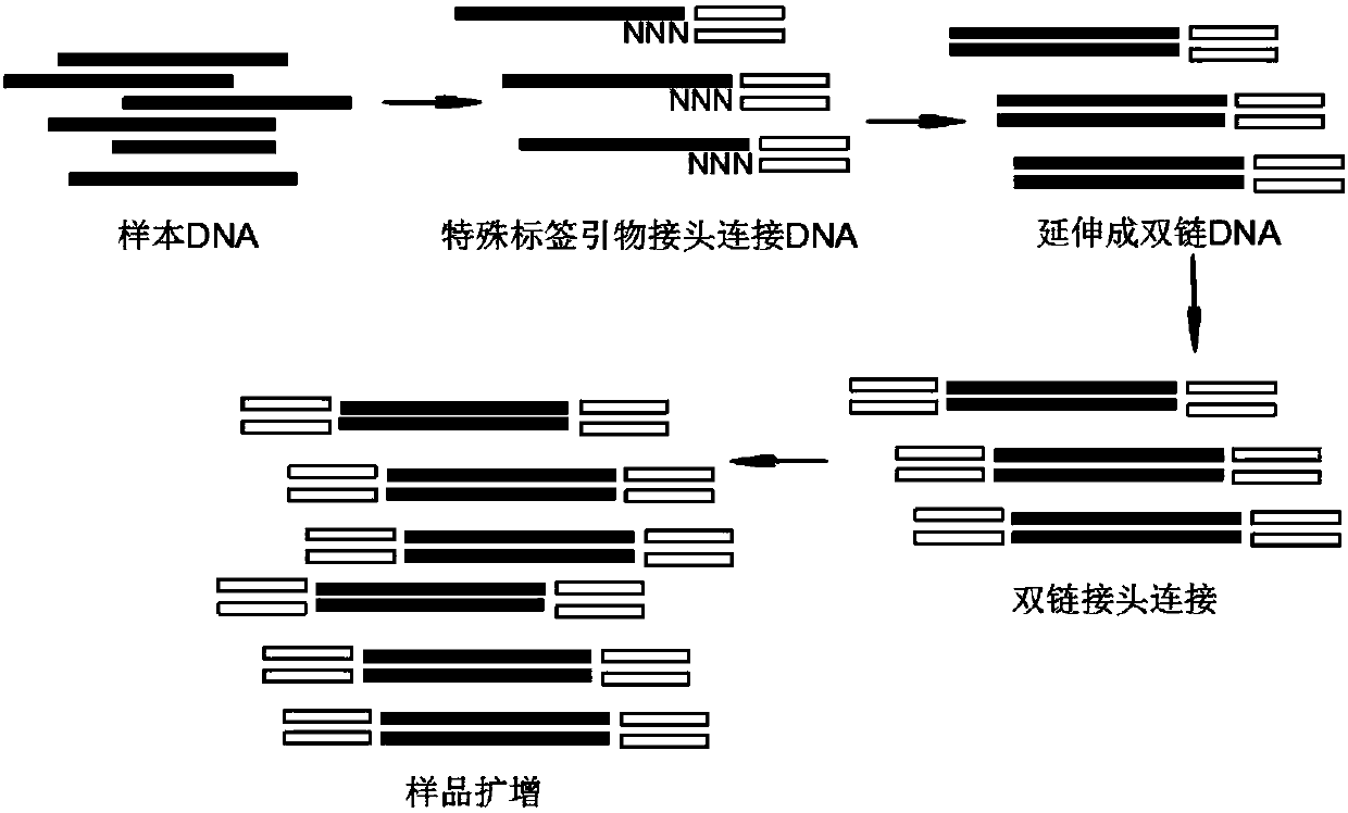 Construction method and application of microbial diversity library