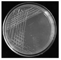 A kind of preservation method of solanacearum phage