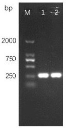 A kind of preservation method of solanacearum phage