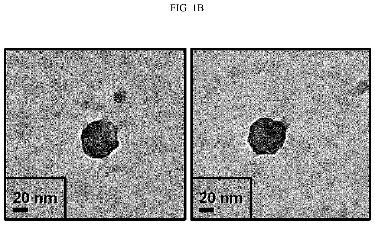 Method for lyophilizing exosome