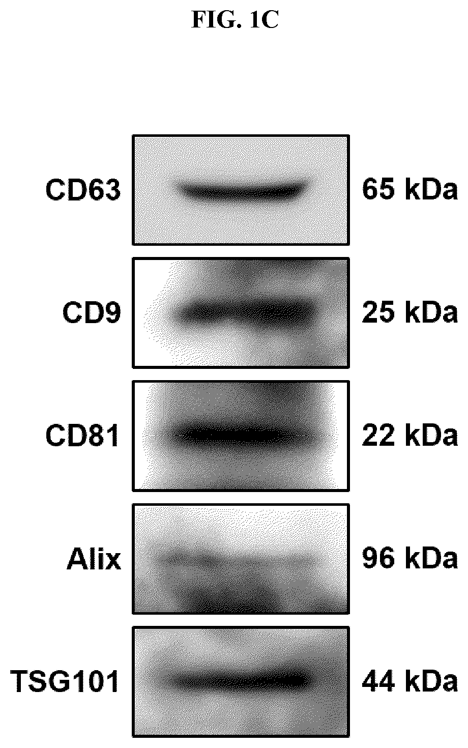 Method for lyophilizing exosome