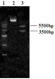 Rabies virus glycoprotein-derived peptide and application thereof