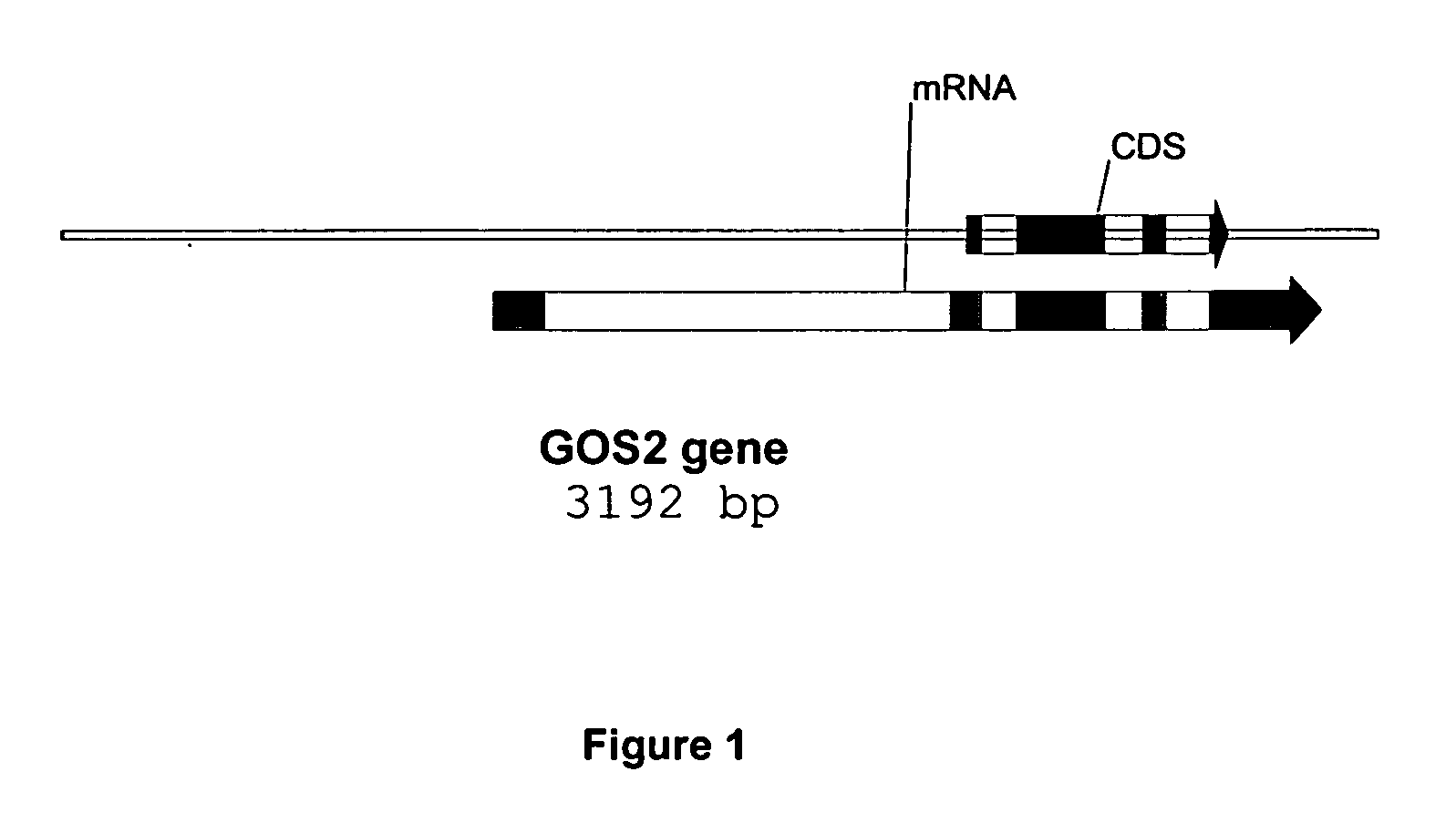 Method for increasing transgene expression