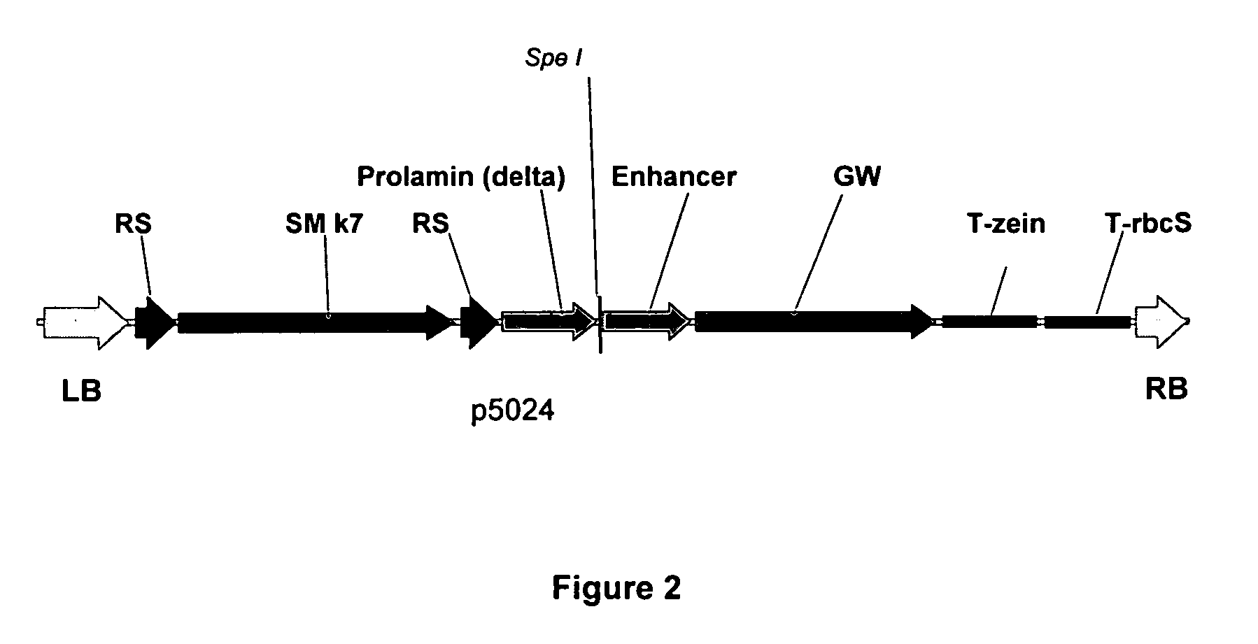 Method for increasing transgene expression