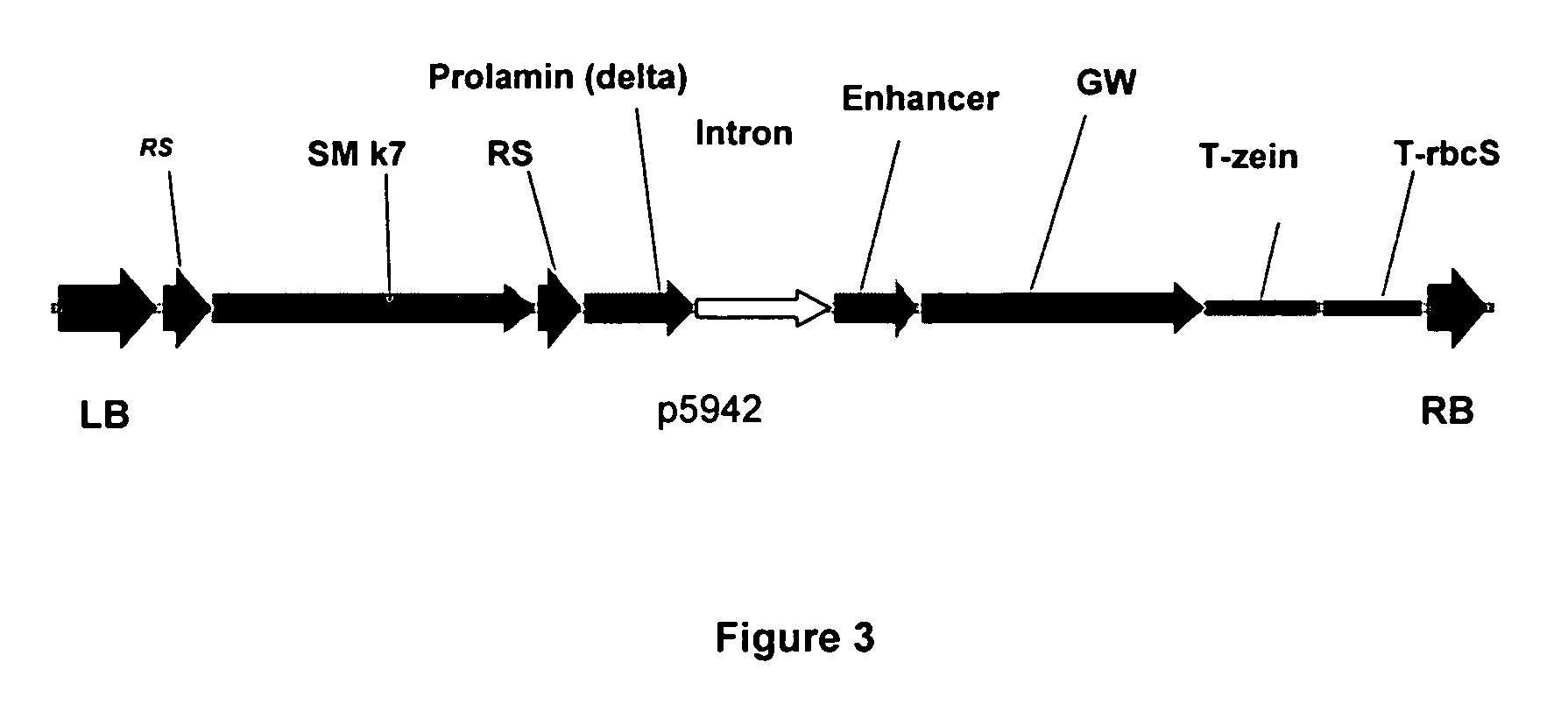 Method for increasing transgene expression