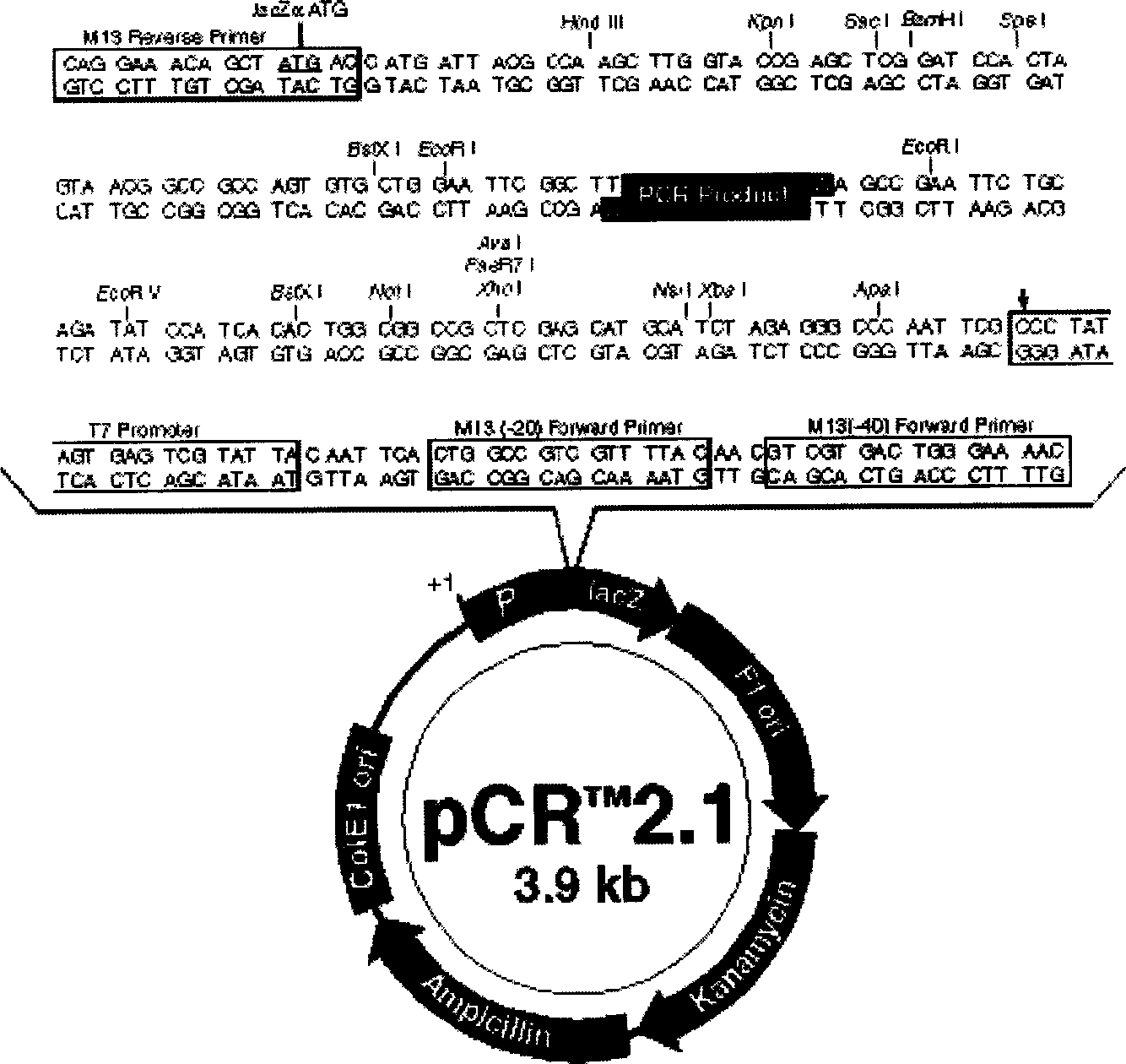 Group-B type-III Coxsackie virus gene vaccine