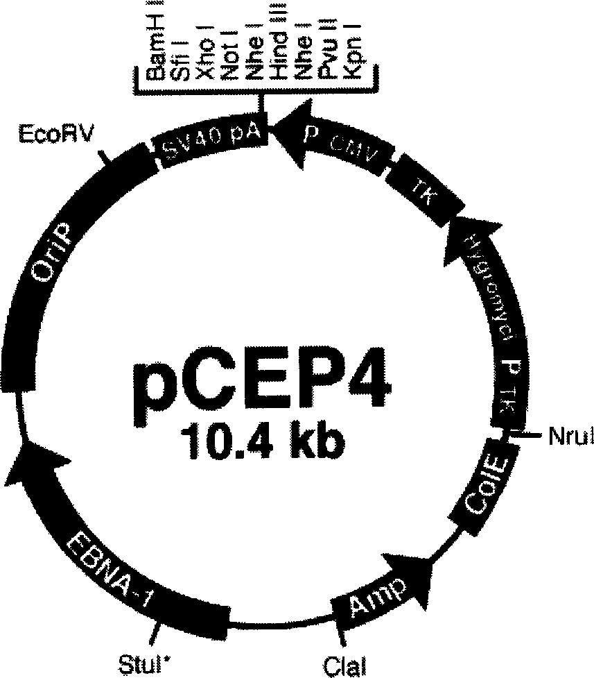 Group-B type-III Coxsackie virus gene vaccine