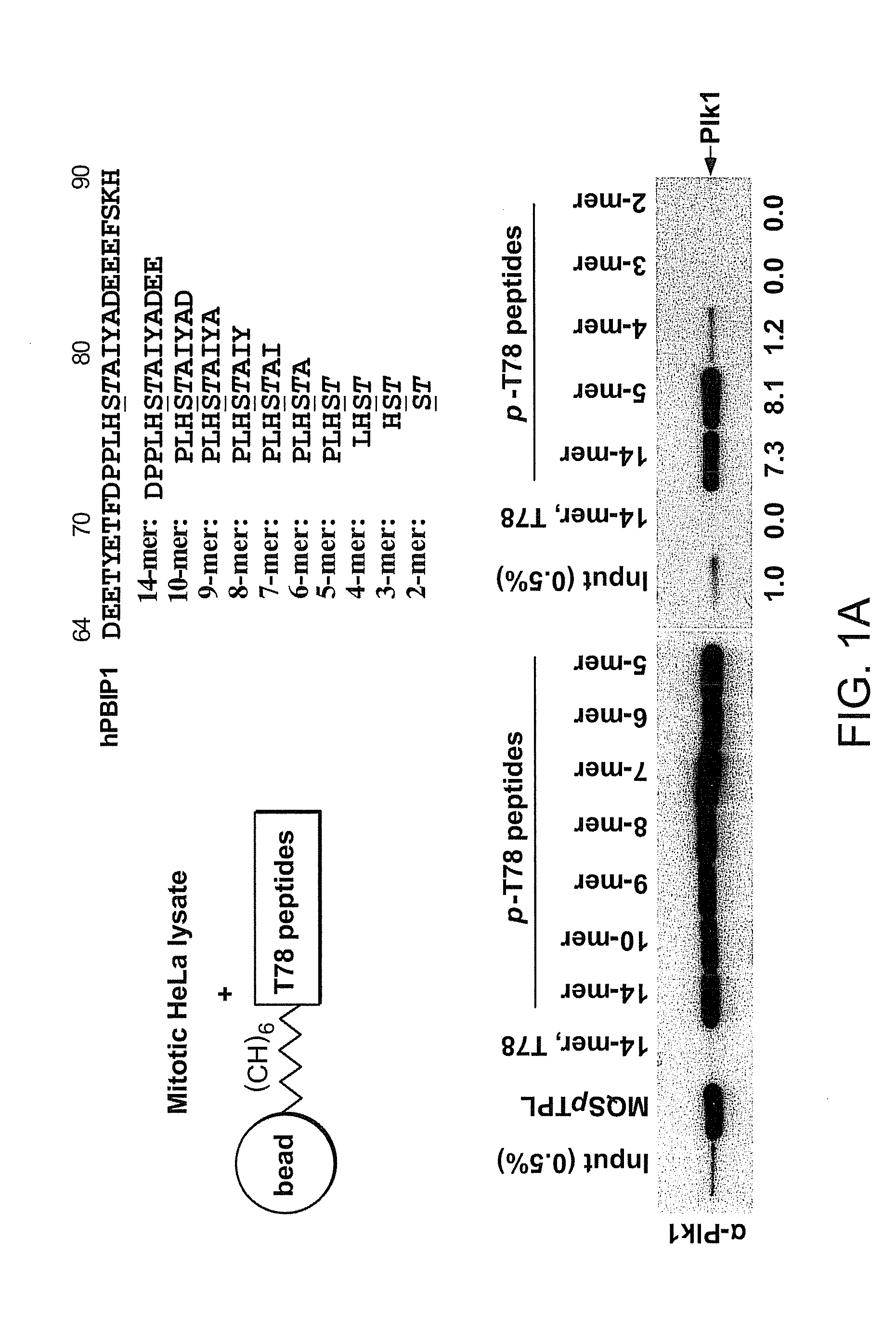 Peptide mimetic ligands of polo-like kinase 1 polo box domain and methods of use