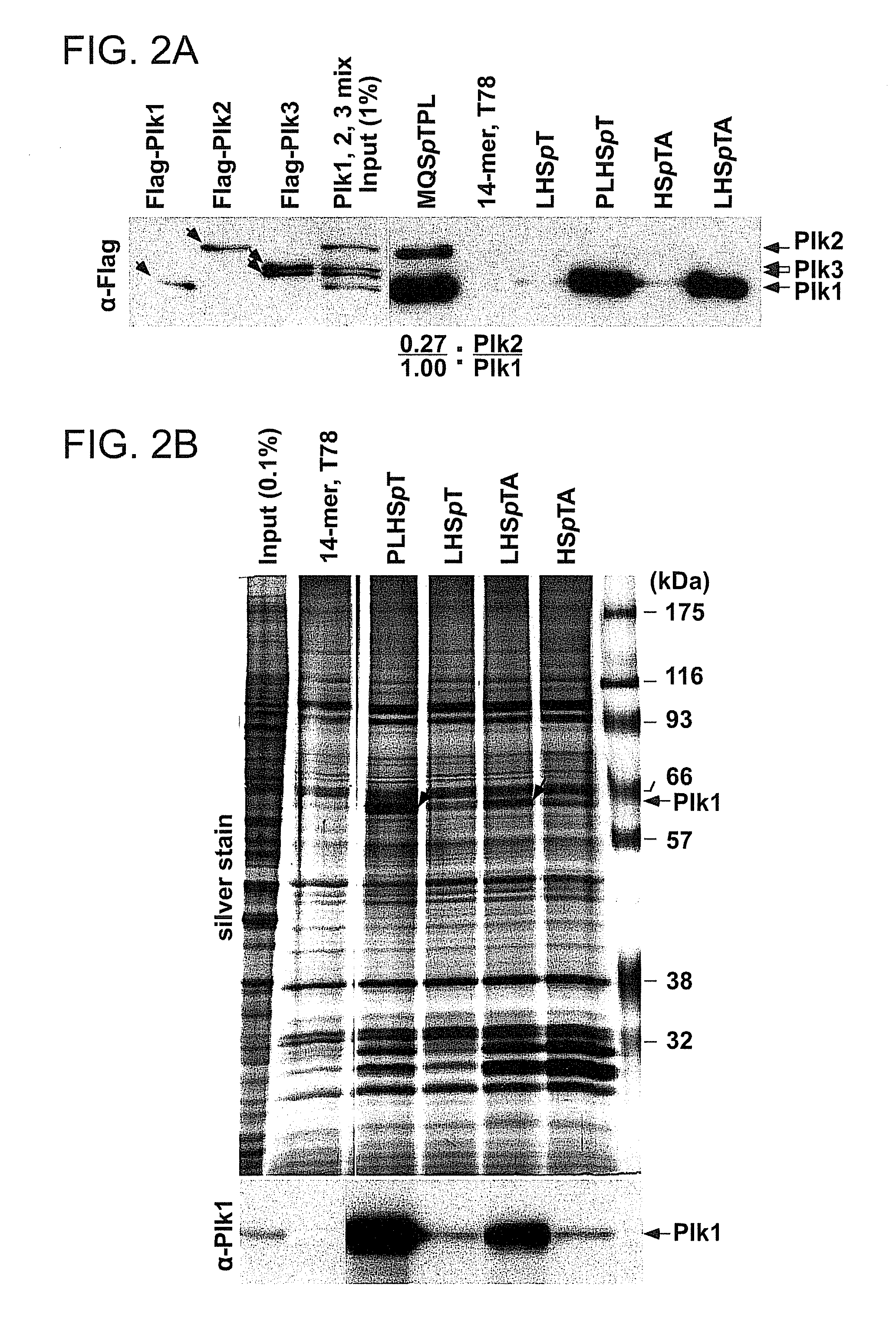 Peptide mimetic ligands of polo-like kinase 1 polo box domain and methods of use