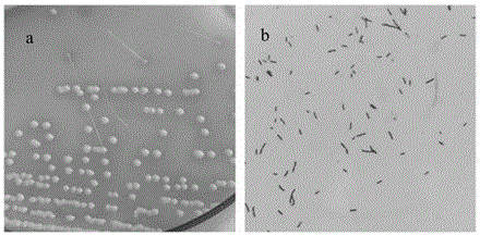 Exopolysaccharides-producing lactobacillus plantarum for adsorbing monophthalate effectively