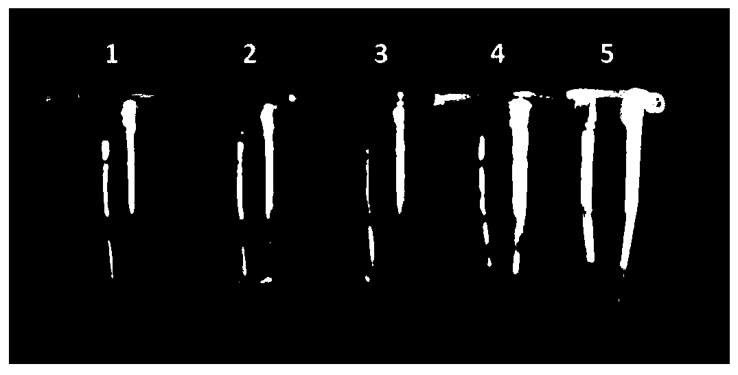 LAMP detection primer group for identifying pinellia ternata and adulterants thereof and kit and application thereof