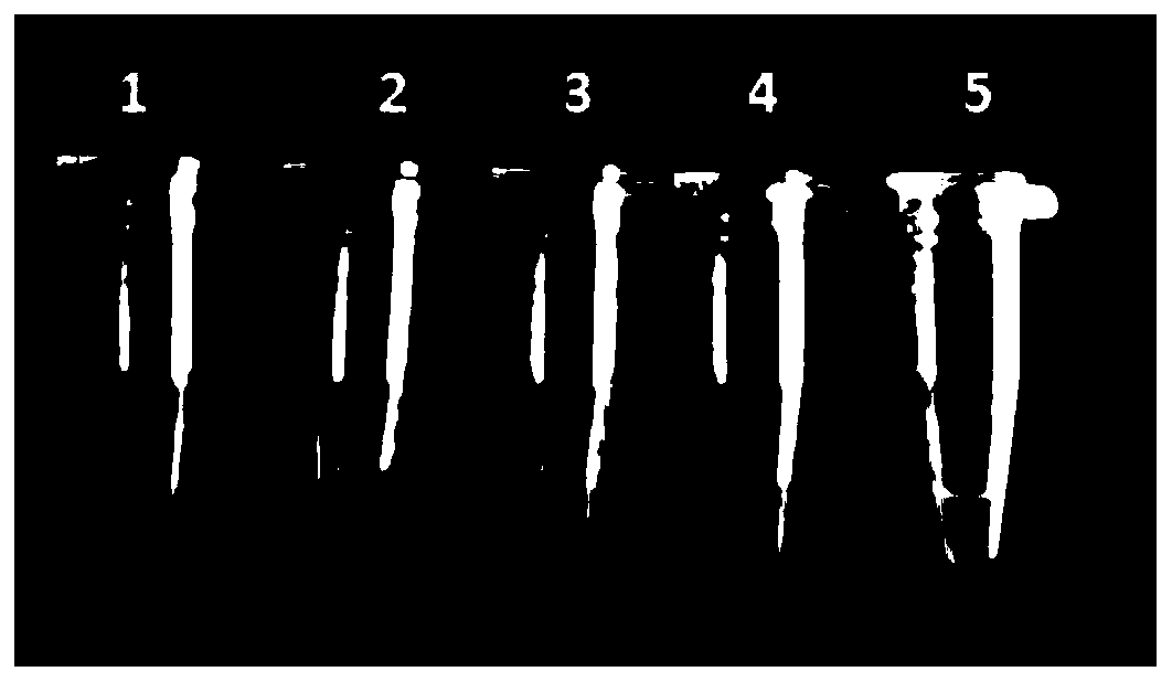 LAMP detection primer group for identifying pinellia ternata and adulterants thereof and kit and application thereof