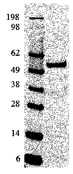 Anti-VEGF monoclonal antibody and preparation method and application thereof