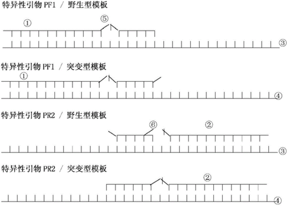 Analysis method for single nucleotide polymorphism