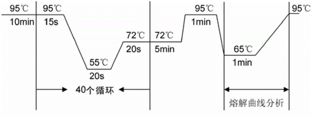 Analysis method for single nucleotide polymorphism