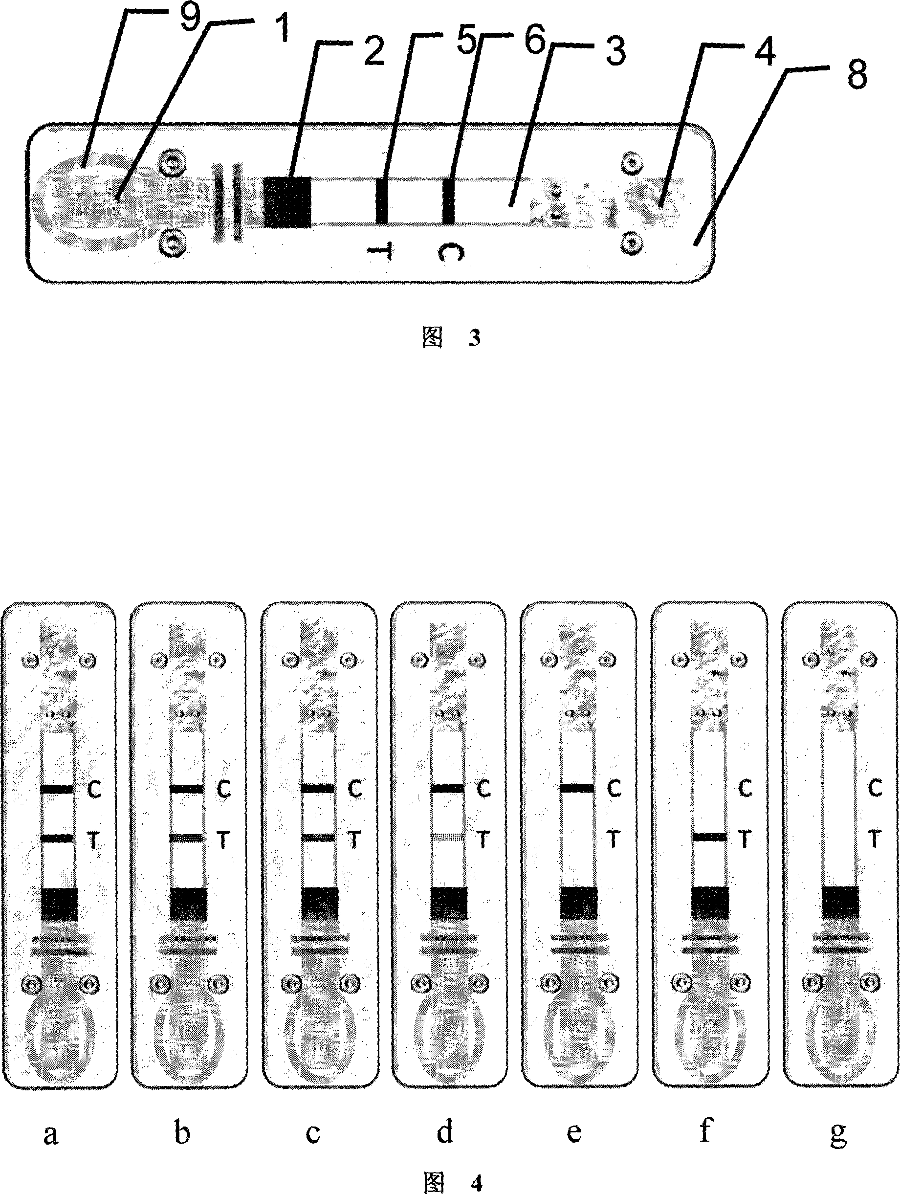 Chicken infectious bronchitis immune body immune colloidal gold fast detecting reagent kit and its application