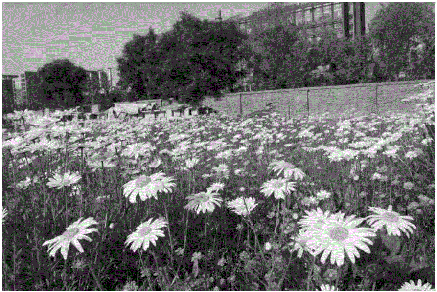 Flower mixed sowing combination with long sight enjoyment period