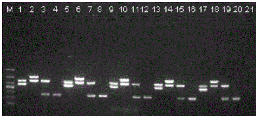 PCR kit for simultaneously detecting Brucella abortus, Brucella melitensis, Brucella suis and Brucella canis as well as preparation method and using method thereof