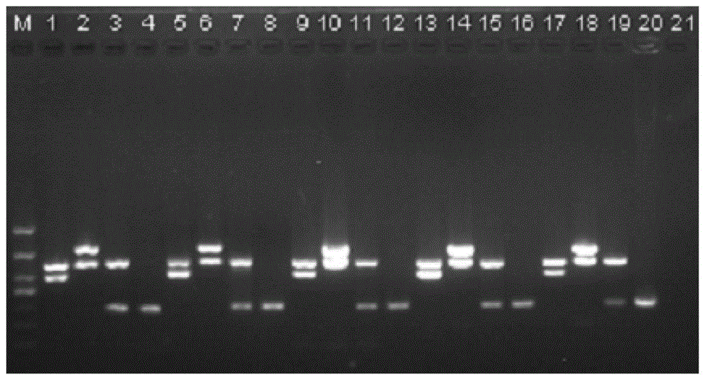 PCR kit for simultaneously detecting Brucella abortus, Brucella melitensis, Brucella suis and Brucella canis as well as preparation method and using method thereof