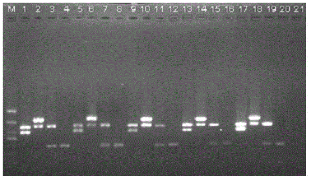 PCR kit for simultaneously detecting Brucella abortus, Brucella melitensis, Brucella suis and Brucella canis as well as preparation method and using method thereof