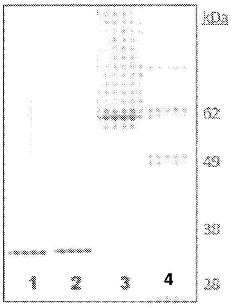 Multivalent meningococcal conjugates and methods of making conjugates