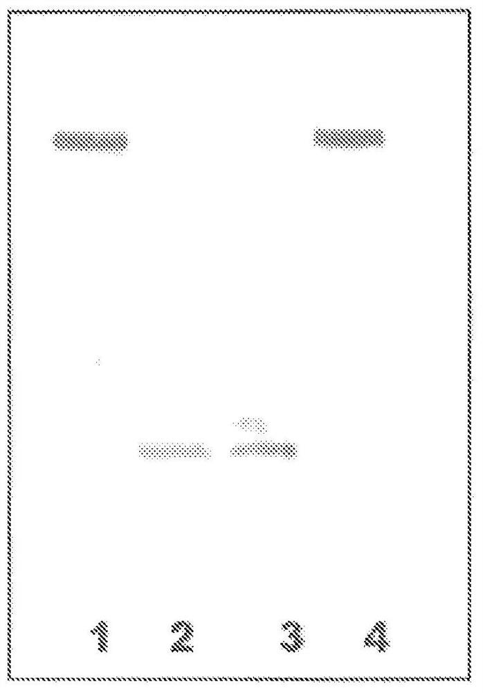 Multivalent meningococcal conjugates and methods of making conjugates